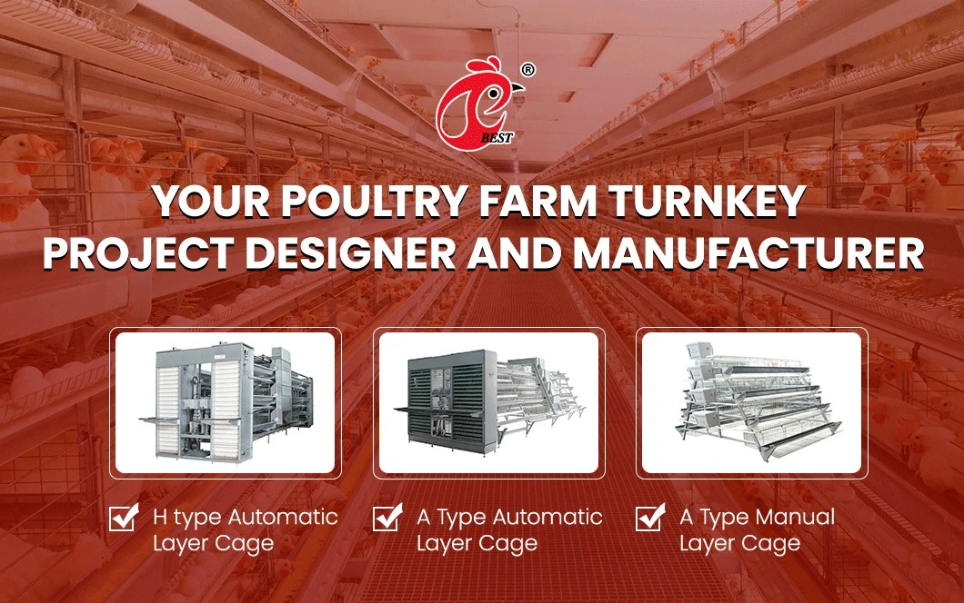 Bestchickencage Ordinary Type Layer Cage China Chain Link Chicken Layer Coop Factory Free Sample Centrally Adjust Waterline Design Cage Free Chicken Egg Farm